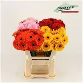 Gerbera tris