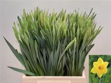 Narciso