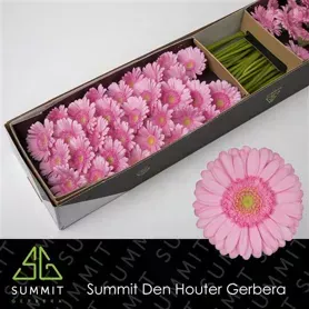 Gerbera mini Kimsey Rosa