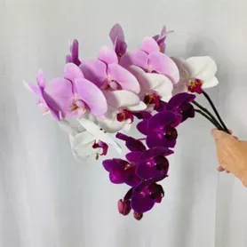 Orchidea Phalaenopsis fucsia