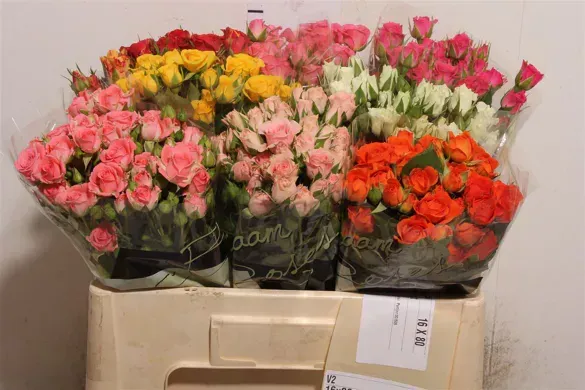 Rose Tris Gemengd