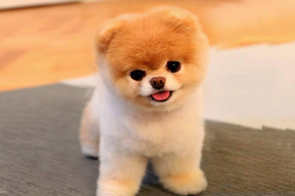 Adopt Boo Puppies-Call for Adoption