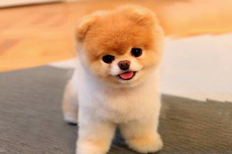 Adopt Boo Puppies-Call for Adoption