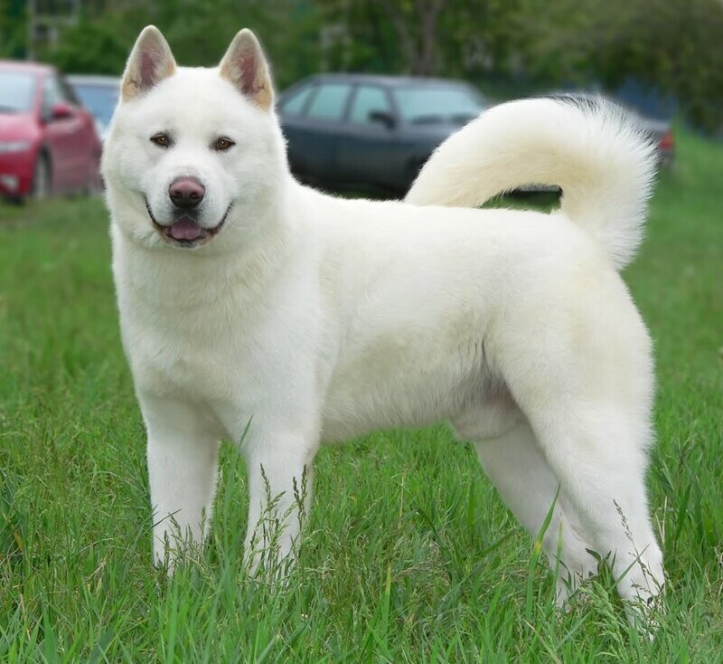 Adopt Labrador Retriever - Call for Adoption