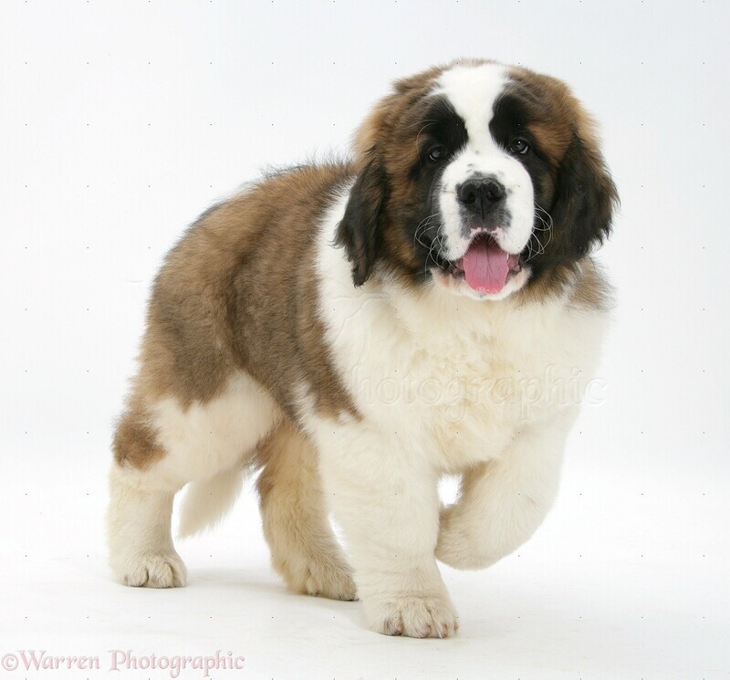 Adopt Saint Bernard Puppies - Call for Adoption