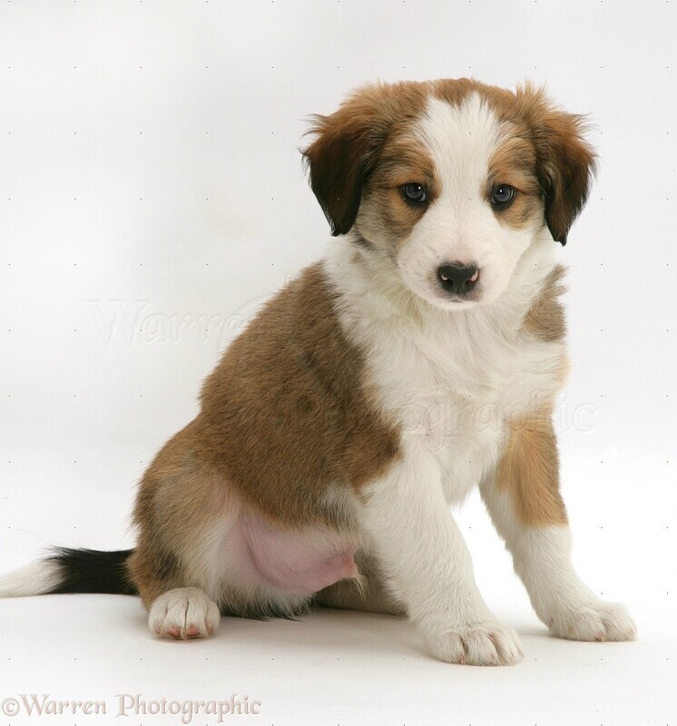 Adopt Rough Collie Puppies - Call for Adoption