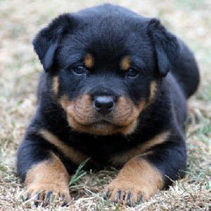 Adopt Rottweiler Puppies - Call for Adoption