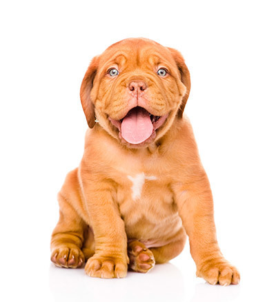 Adopt Bullmastiff Puppies - Call for Adoption