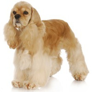 Adopt American Cocker Spaniel Puppies - Call for Adoption