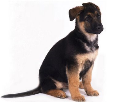 Adopt German Shepherd puppies - Call for Adoption