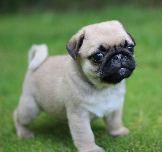 Adopt Pug Puppies - Call for Adoption