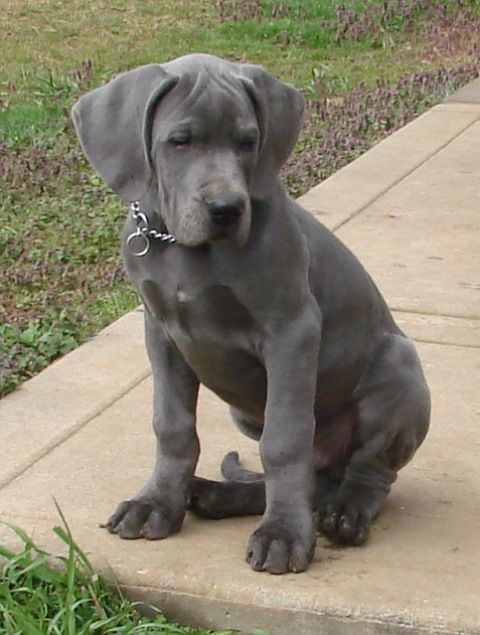 Adopt Great Dane Puppies - Call for Adoption
