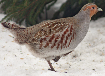 ​The Partridge Call Whistle