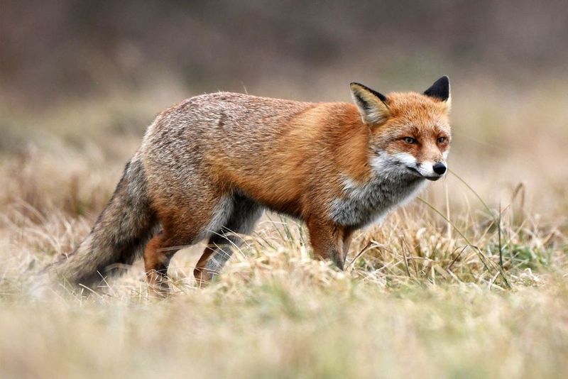 Peibutusvile rebasele - jänese hädakisa. Hubertus