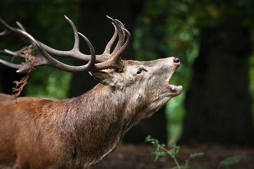 Attractant scent for deer Hagopur Premium. 500 ml.