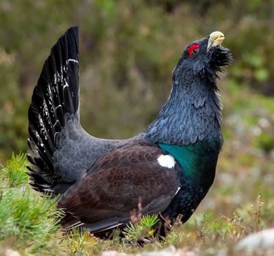 ​Hubertus Capercaillie Call