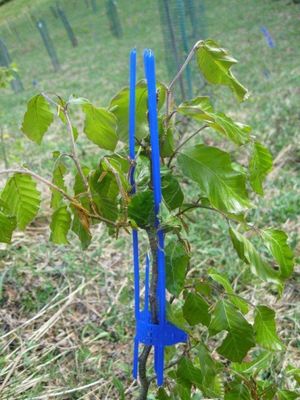 ​Topshoot protectors for young saplings