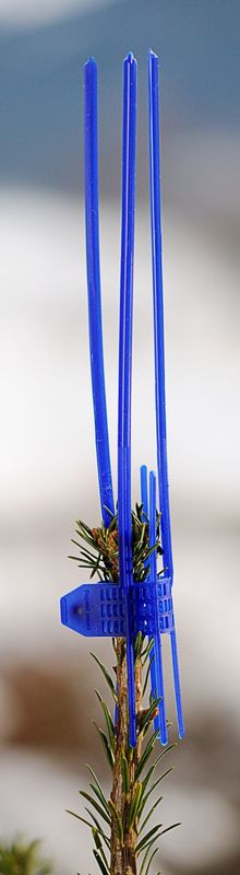 Topshoot protectors for young saplings