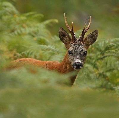 Buttolo roe deer call