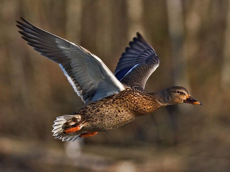 Hubertus Duck and Crow Call Whistle