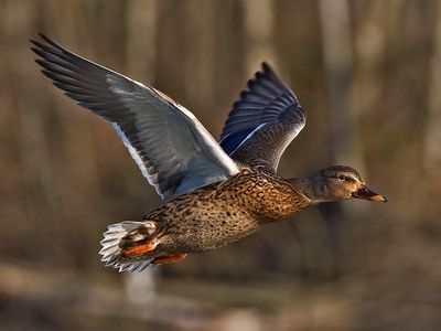 Hubertus Duck and Crow Call Whistle
