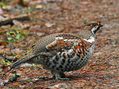 Grouse Call