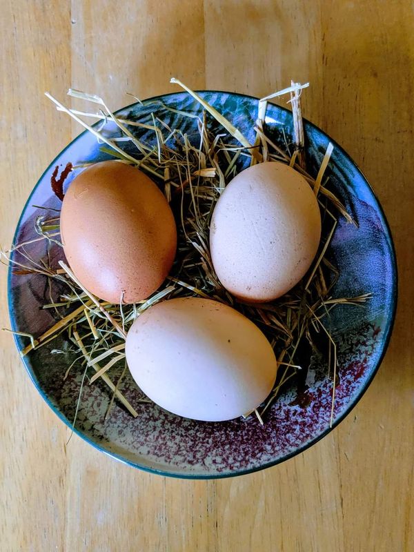6 eggs with box