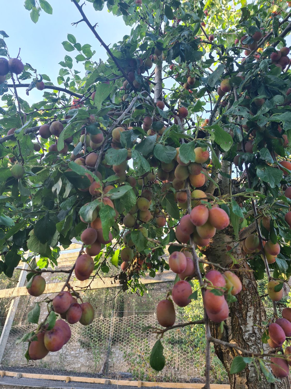 Plums