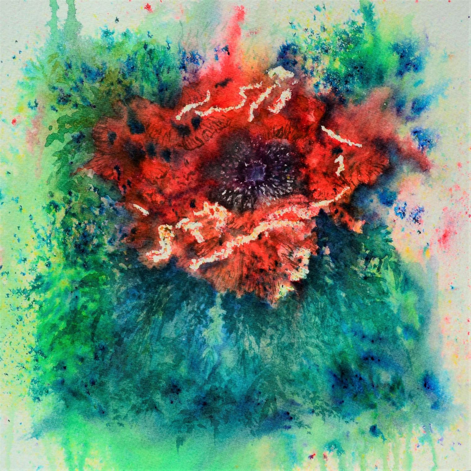 Oriental Poppy