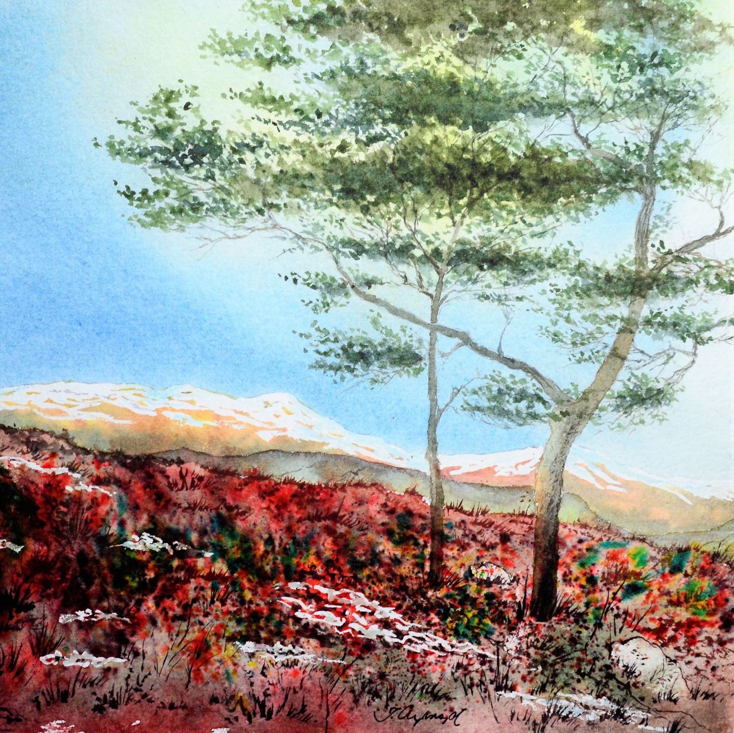Lonesome Pine