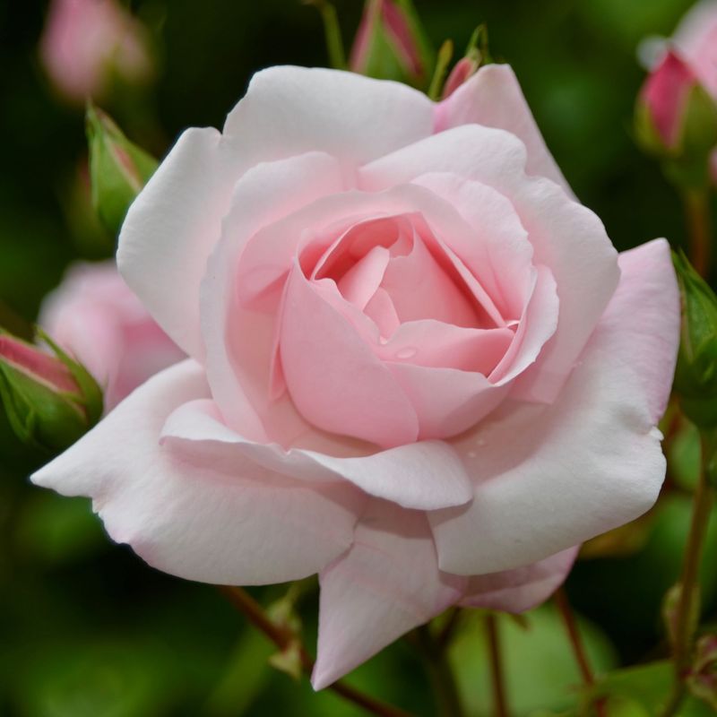 Climbing Rose, Langwell