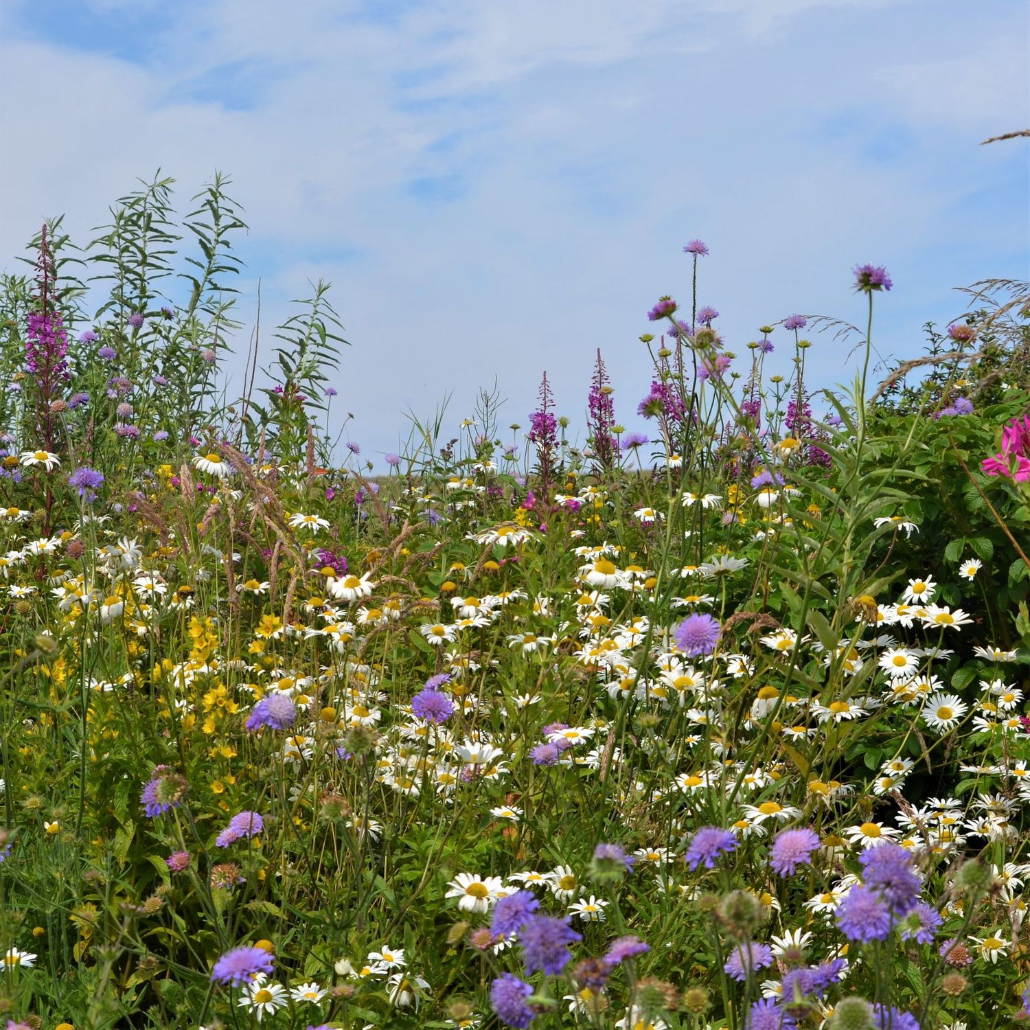 Wildflowers at Sunnycroft Cottage