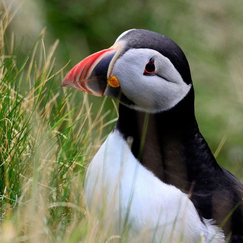 Puffin, Sumburgh Head