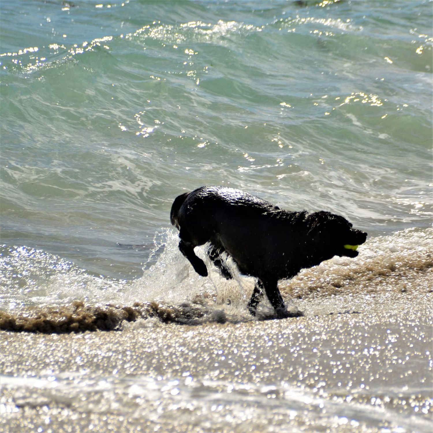 Fun in the Sea