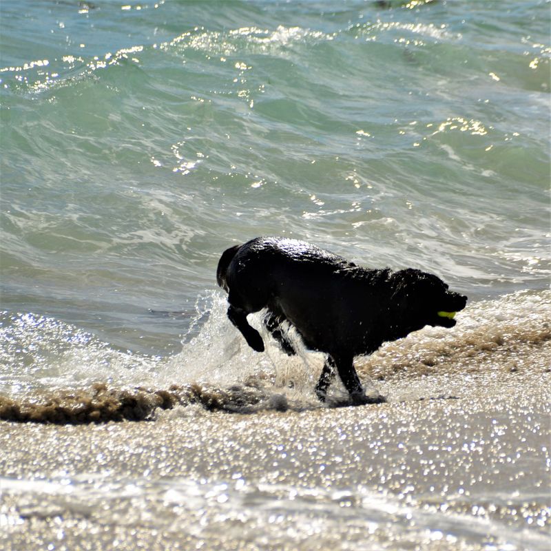 Fun in the Sea