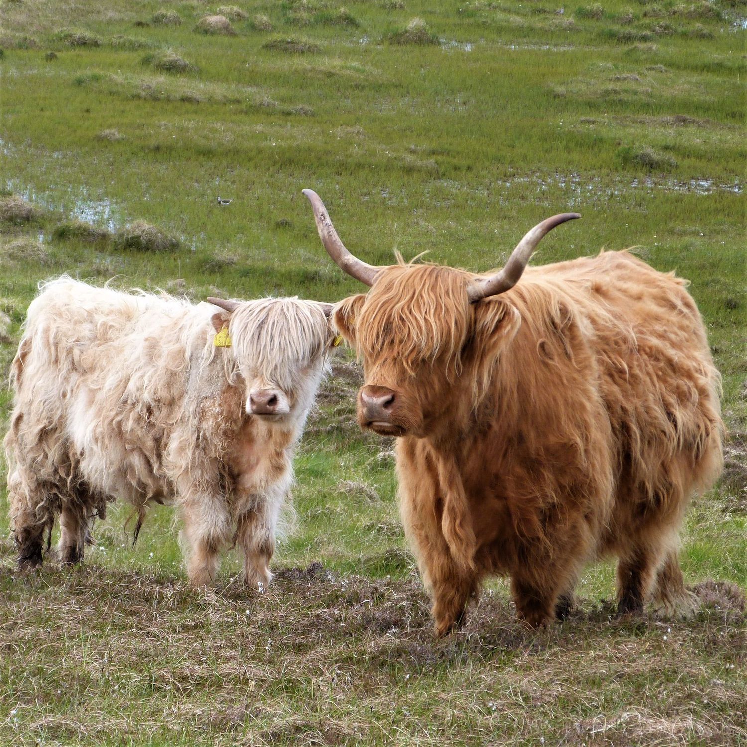 Hairy Coos