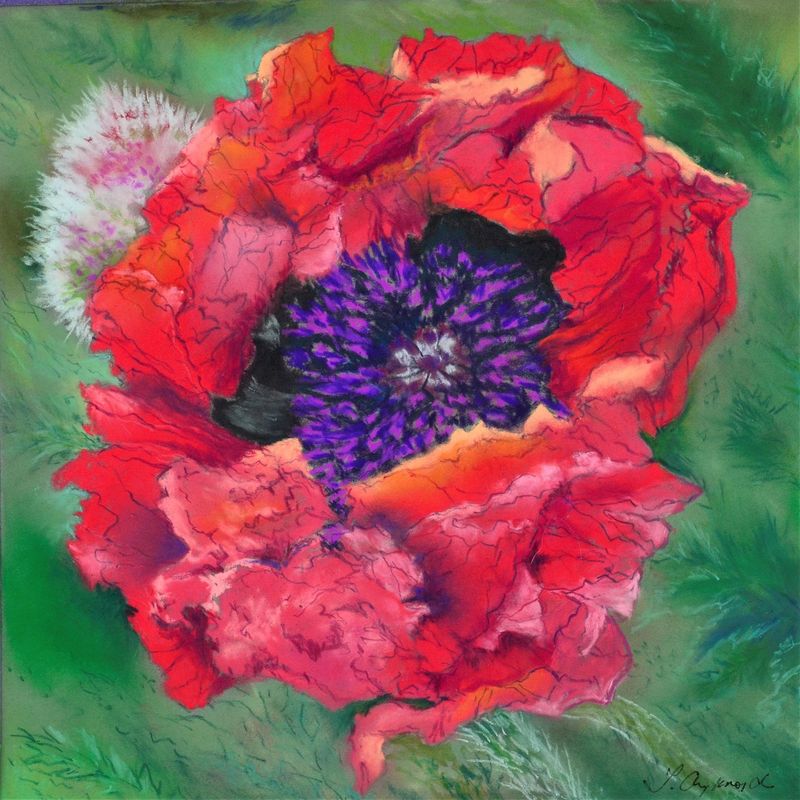 Oriental Poppy