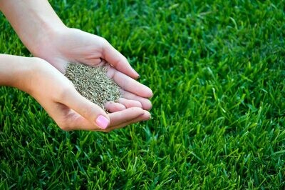Weed &amp; Lawn Control