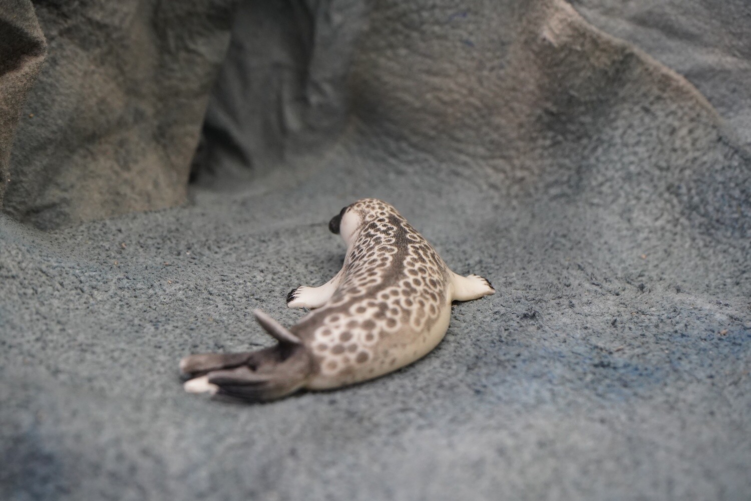 Spotted Seal