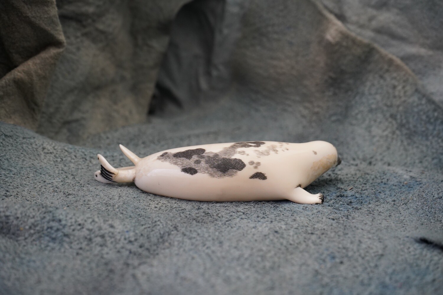 Harp Seal