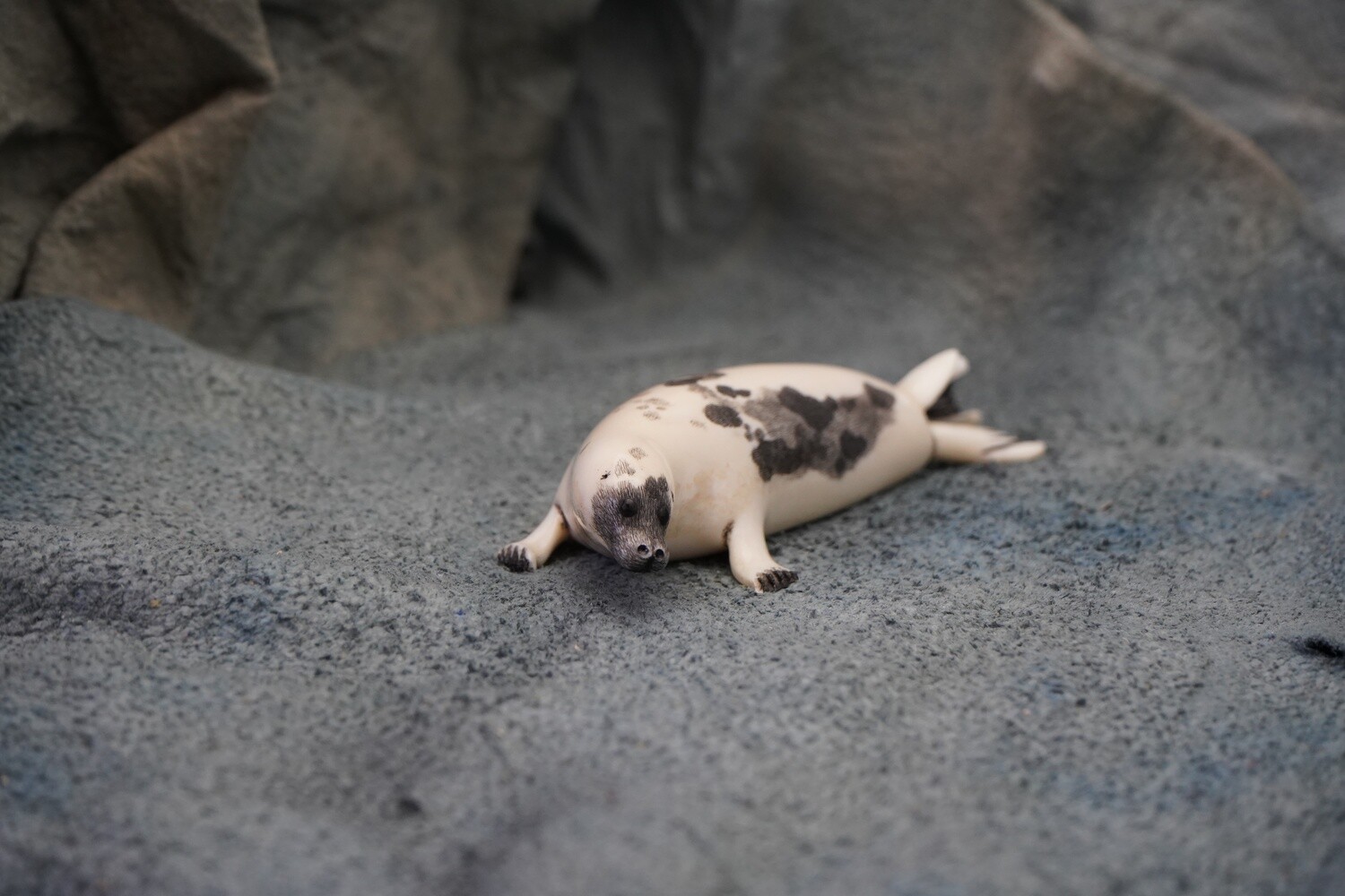 Harp Seal