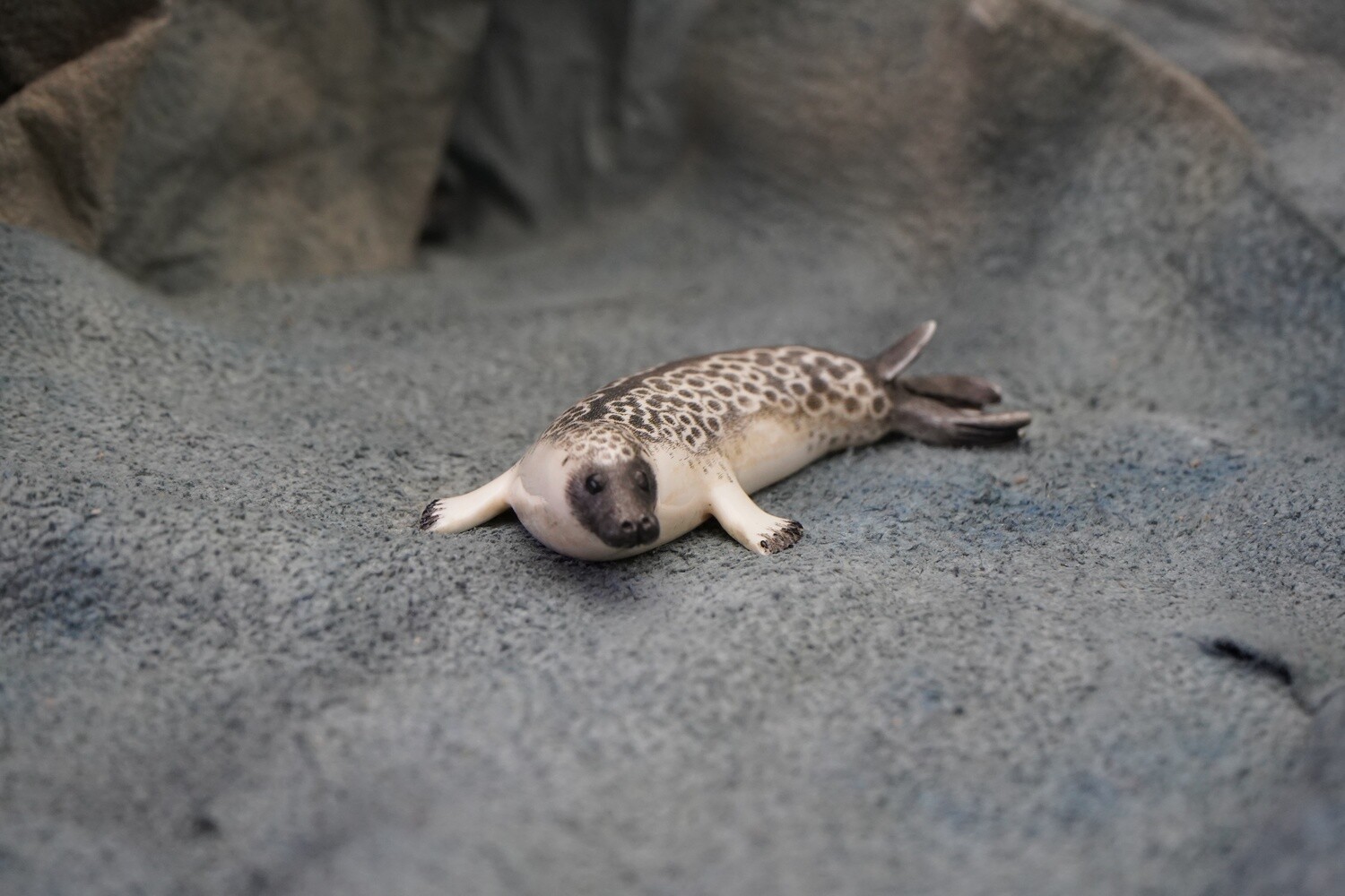 Spotted Seal