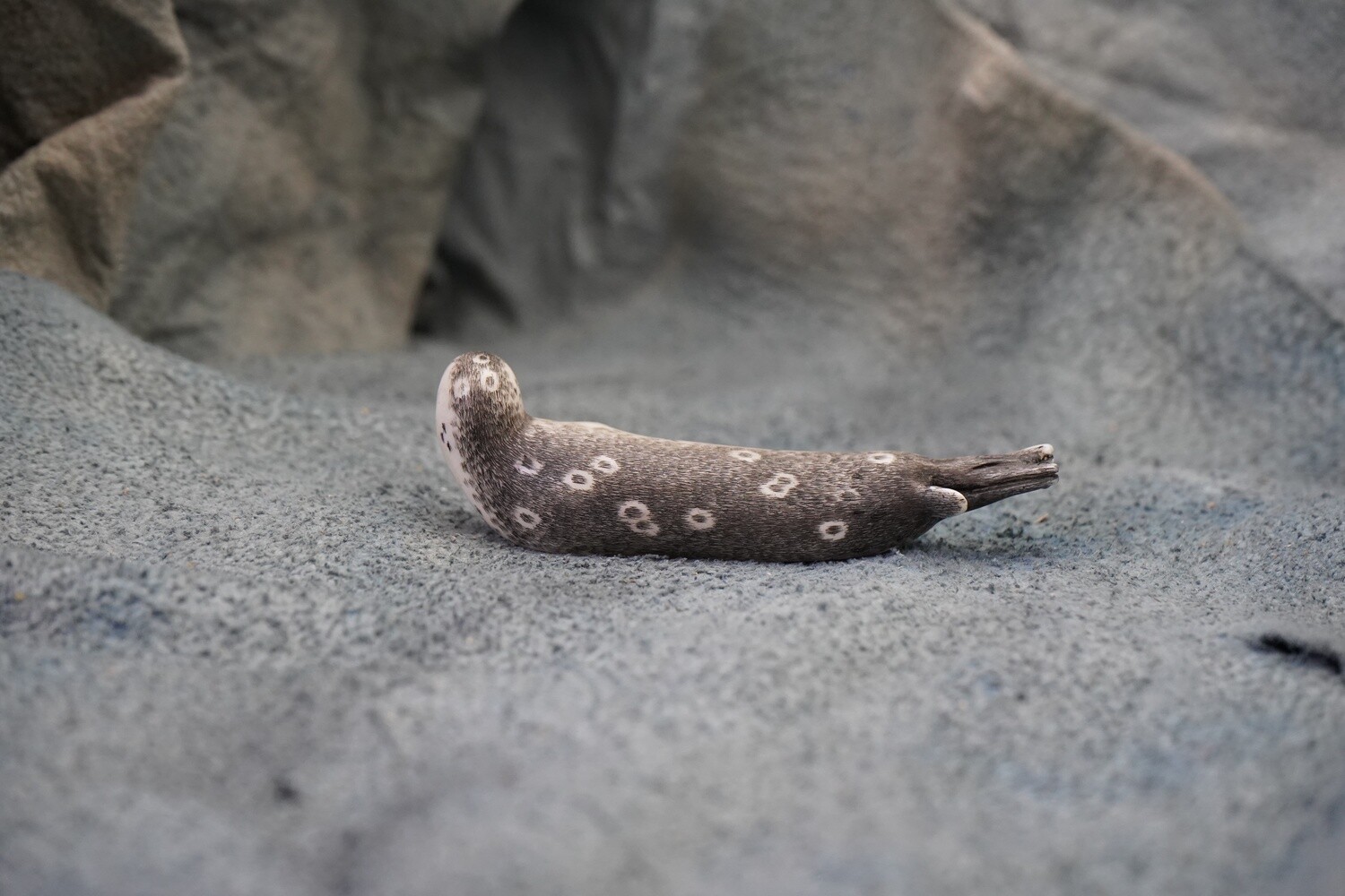 Resting Baby Ring Seal