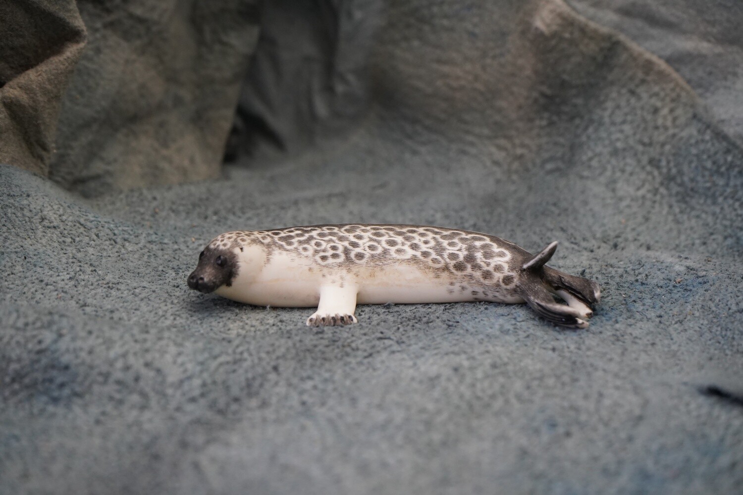 Spotted Seal