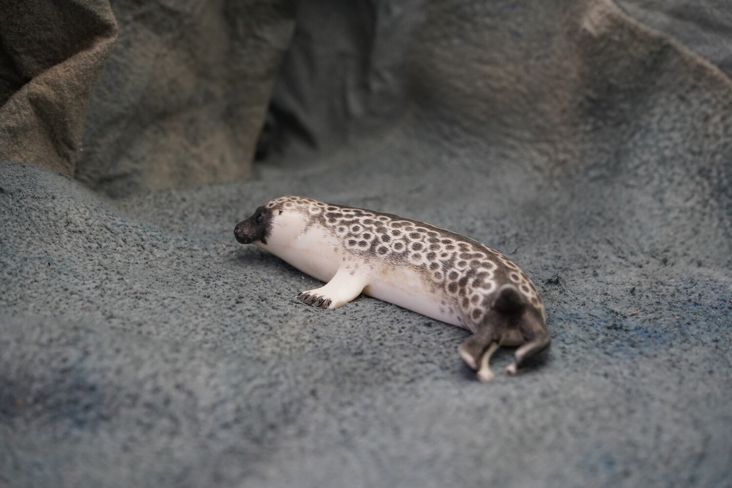 Spotted Seal
