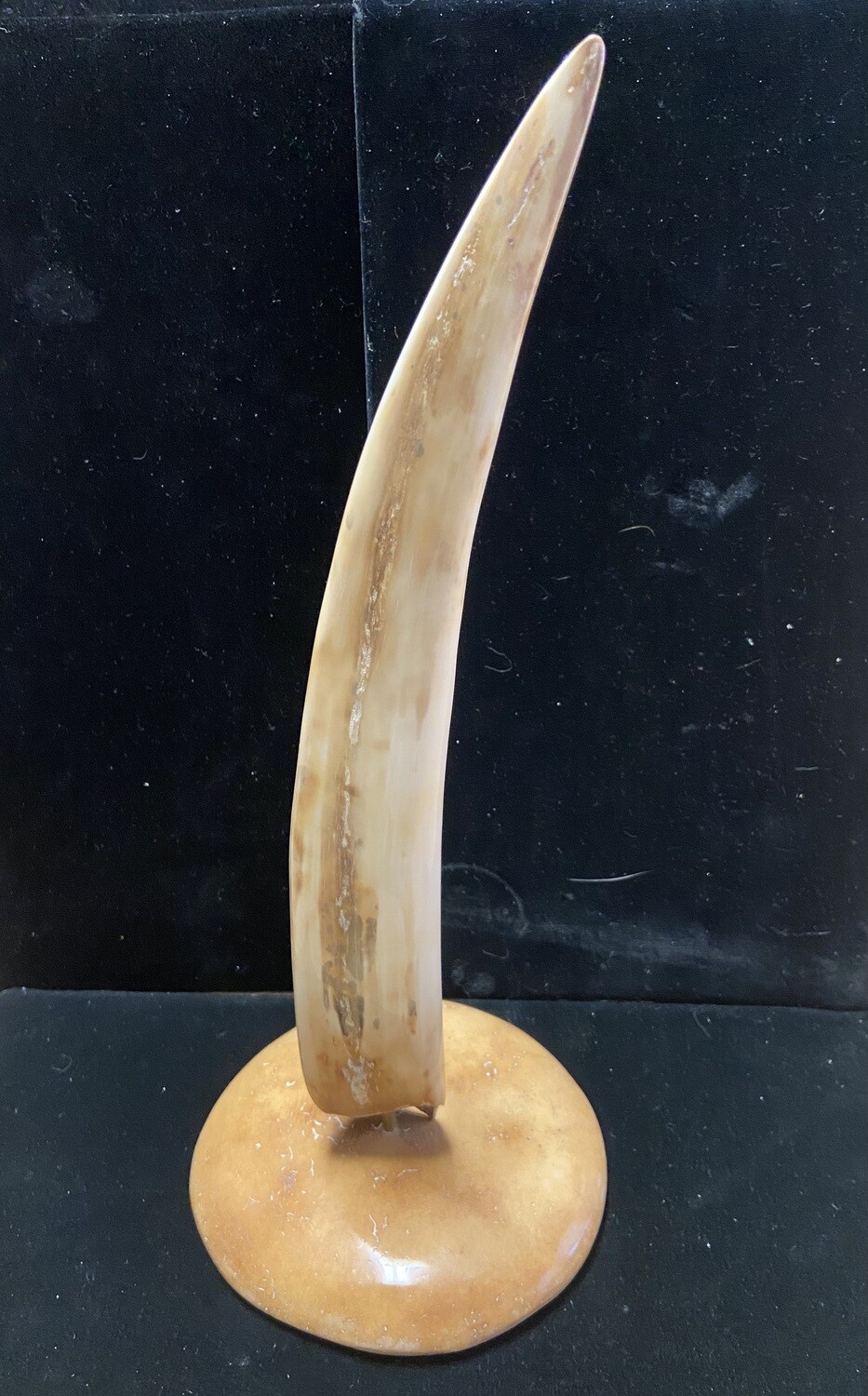 Fossilized Walrus Tusk