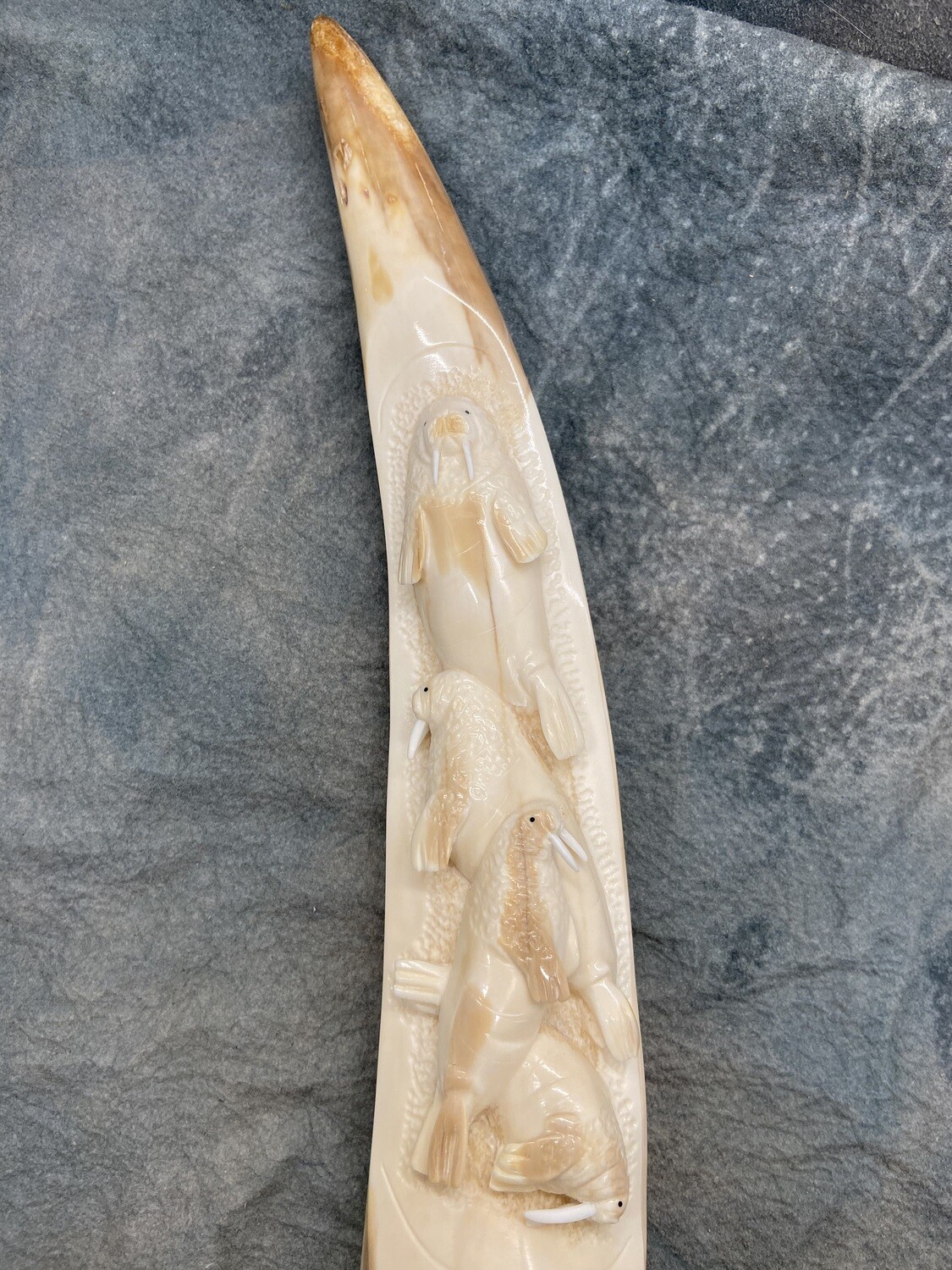 Fossilized Walrus Tusk