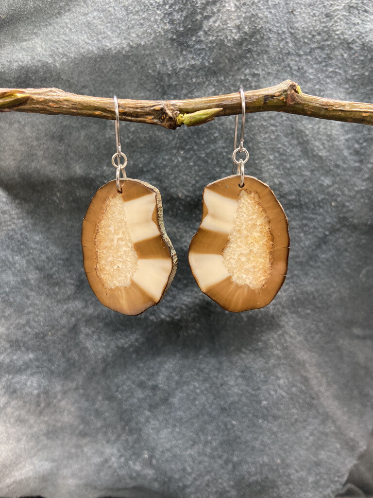 Crosscut Fossilized Walrus Ivory Earrings