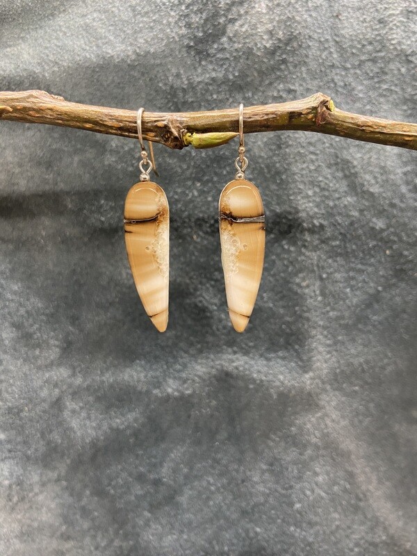Crosscut Fossilized Walrus Ivory Earrings