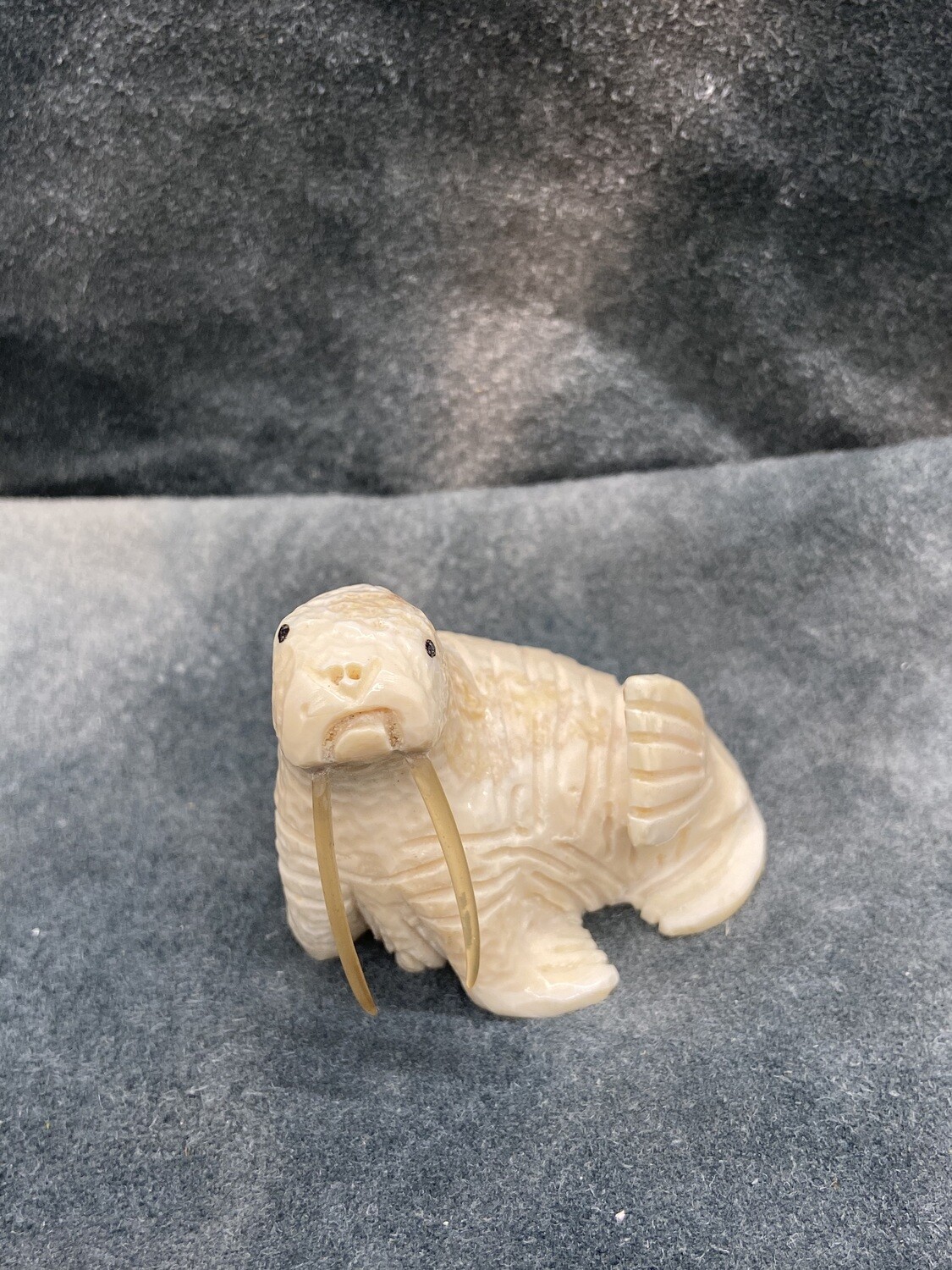 Walrus